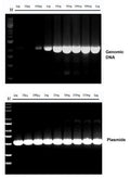 Figure1. High sensitivity of Hieff Canace™ High-Fidelity Long PCR Master Mix.