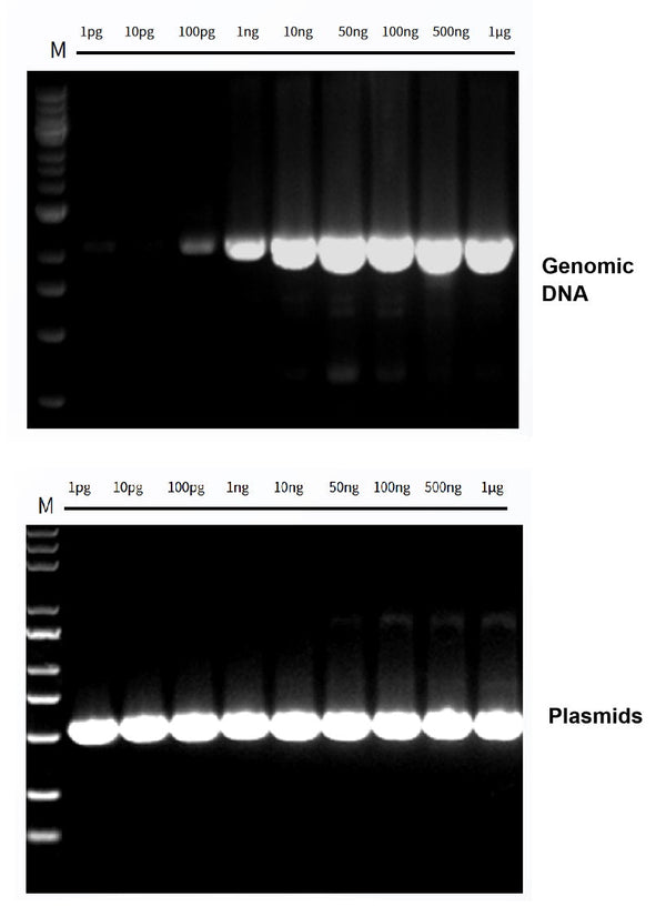 Figure1. High sensitivity of Hieff Canace™ High-Fidelity Long PCR Master Mix.