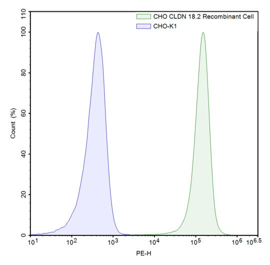 FluoSite™ Anti-Claudin-18 Isoform 2 Antibody, PE-Labeled – Figure 1 of 1