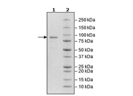 PARP4, FLAG-Tag Recombinant – Figure 1 of 1