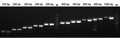 Figure 1. Suitable for target gene amplification within 1 kb.