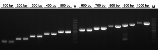 Figure 1. Suitable for target gene amplification within 1 kb.