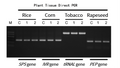 Figure 1.&nbsp;Results of Direct Amplification from Different Types of Plant Leaf Samples.&nbsp;M: 100 bp DNA ladder.&nbsp;C: Purified genomic DNA from corresponding plants as template.&nbsp;1-2: Lysate of leaf tissue as template.&nbsp;Number of cycles: 30 cycles.