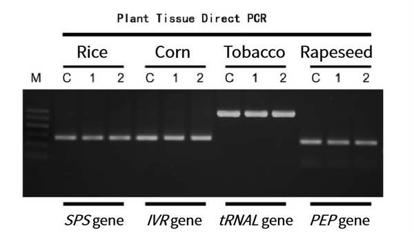 Figure 1.&nbsp;Results of Direct Amplification from Different Types of Plant Leaf Samples.&nbsp;M: 100 bp DNA ladder.&nbsp;C: Purified genomic DNA from corresponding plants as template.&nbsp;1-2: Lysate of leaf tissue as template.&nbsp;Number of cycles: 30 cycles.