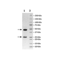 Anti-GPRC5D-Anti-CD3 Bispecific Antibody – Figure 1 of 2