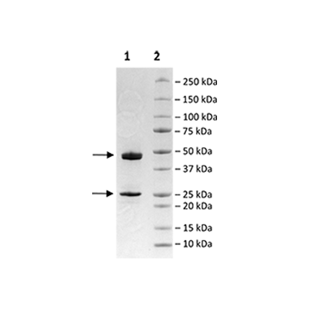 Anti-GPRC5D-Anti-CD3 Bispecific Antibody – Figure 1 of 2