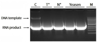 Recombinant Deoxyribonuclease I (DNase I, RNase-free)