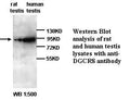 Anti-DGCR8 Antibody – Figure 1 of 1