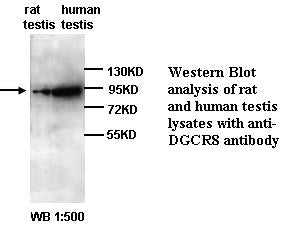 Anti-DGCR8 Antibody – Figure 1 of 1