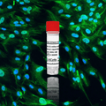 Human Schwann Cells (HSwC)