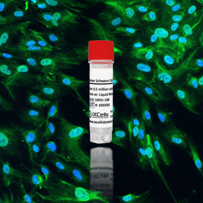 Human Schwann Cells (HSwC)