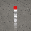 Human Hepatic Stellate Cells - NASH (HHSC -N)