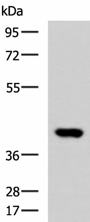 FOXI1 Polyclonal Antibody – Figure 1 of 4
