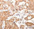 BGLAP Polyclonal Antibody – Figure 1 of 3