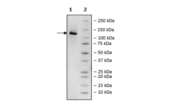 Anti-DLL3-Anti-CD3 Bispecific Molecule – Figure 1 of 2