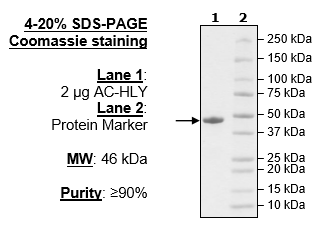 AC-HLY, His-FLAG-Tags Recombinant – Figure 1 of 1