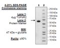TGFβR2, Fc Fusion, Avi-tag (Mouse) Recombinant – Figure 1 of 1
