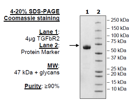 TGFβR2, Fc Fusion, Avi-tag (Mouse) Recombinant – Figure 1 of 1