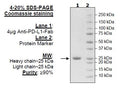 Anti-PD-L1-Fab Avi-Tag, Biotin-Labeled – Figure 1 of 2