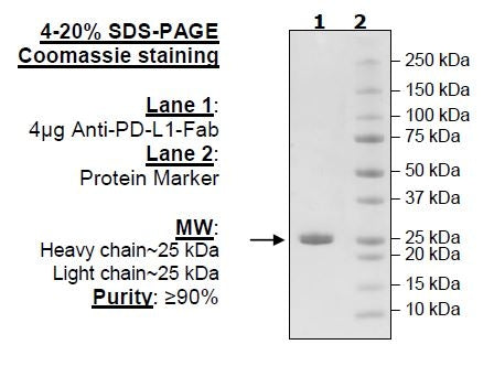 Anti-PD-L1-Fab Avi-Tag, Biotin-Labeled – Figure 1 of 2