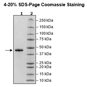 Cathepsin E, His-Tag Recombinant – Figure 1 of 1