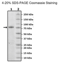 CD112, Fc Fusion, Avi-Tag Recombinant – Figure 1 of 1