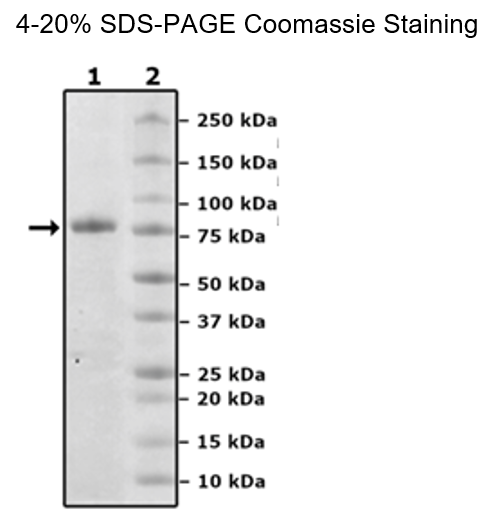 CD112, Fc Fusion, Avi-Tag Recombinant – Figure 1 of 1