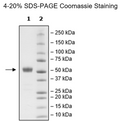 CD28H, Fc Fusion (lgG1), Avi-Tag Recombinant – Figure 1 of 1