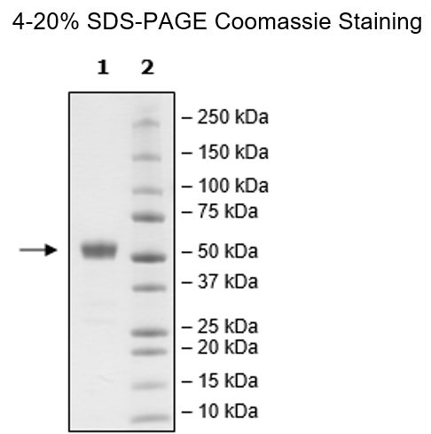 CD28H, Fc Fusion (lgG1), Avi-Tag Recombinant – Figure 1 of 1