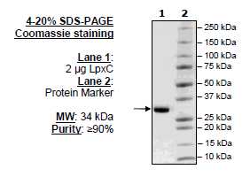 LpxC (E. coli) Recombinant – Figure 1 of 1