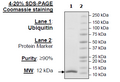 Ubiquitin, His-Avi-Tag, Biotin Labeled Recombinant – Figure 1 of 1