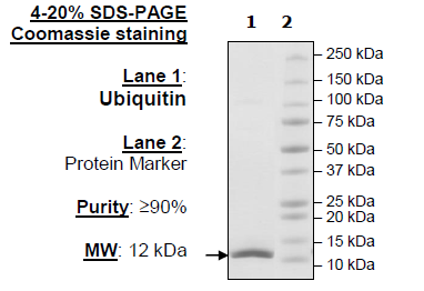 Ubiquitin, His-Avi-Tag, Biotin Labeled Recombinant – Figure 1 of 1