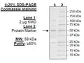 KMO, His-FLAG-Tags Recombinant – Figure 1 of 2