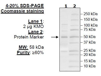 KMO, His-FLAG-Tags Recombinant – Figure 1 of 2