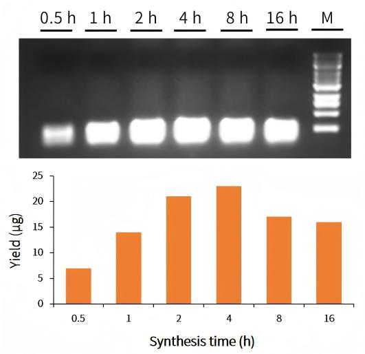 Figure 1. sgRNA yield at different reaction times. Using the HifairTM Precision sgRNA Synthesis Kit, a single-tube reaction can produce 20–100 µg sgRNA within 4 hours, fully meeting the requirements of genome editing applications.