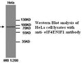 Anti-eIF4ENIF1 Antibody – Figure 1 of 1