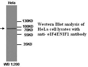 Anti-eIF4ENIF1 Antibody – Figure 1 of 1