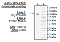 PDE4B3, GST-Tag Recombinant – Figure 1 of 2