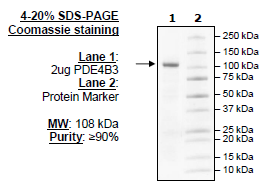 PDE4B3, GST-Tag Recombinant – Figure 1 of 2