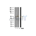 Phospho-HDAC3 (Ser424) Antibody – Figure 1 of 4