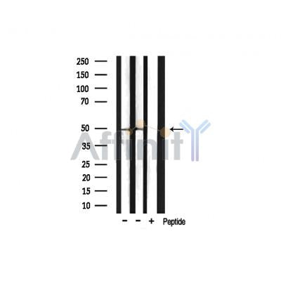 Phospho-HDAC3 (Ser424) Antibody – Figure 1 of 4