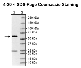 TNIK, GST-Tag Recombinant – Figure 1 of 2