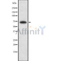 ZBTB33 Antibody – Figure 1 of 1