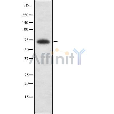 ZBTB33 Antibody – Figure 1 of 1