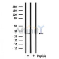 IL33 Antibody – Figure 1 of 5