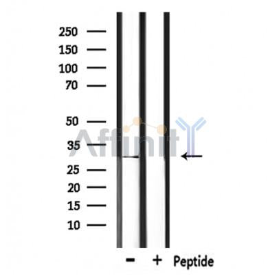 IL33 Antibody – Figure 1 of 5