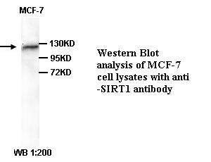 Anti-SIRT1 Antibody – Figure 1 of 1