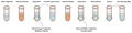 Hieff NGS™ DNA Selection Beads
