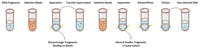 Hieff NGS™ DNA Selection Beads