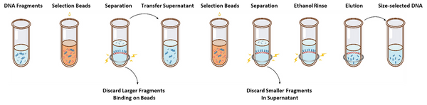Hieff NGS™ DNA Selection Beads